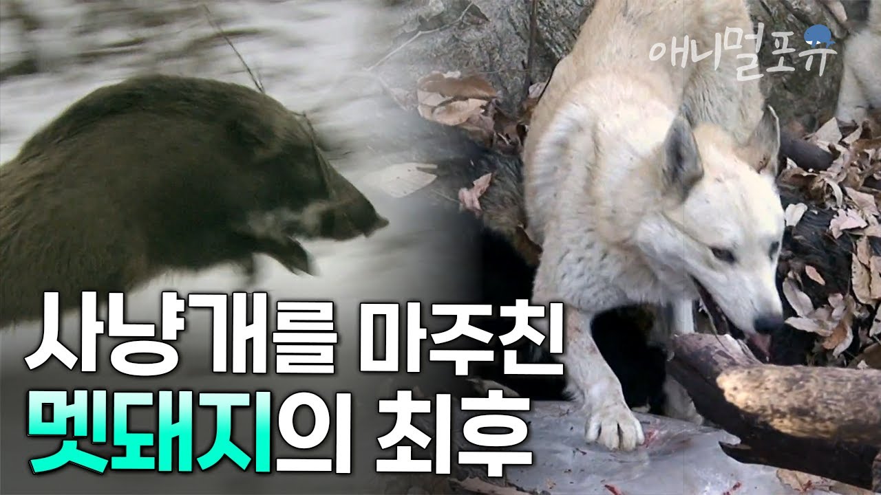 사냥개가 멧돼지를 추적하기 시작한다. 야생동물의 천적은 누구인가 | KBS 환경스페셜 080402 방송