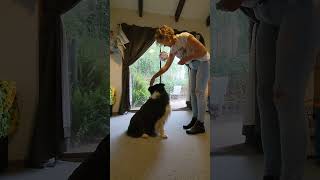 Border Collie Indiana (trick dog superstar) progress video learning head turns with soft mouth hold.