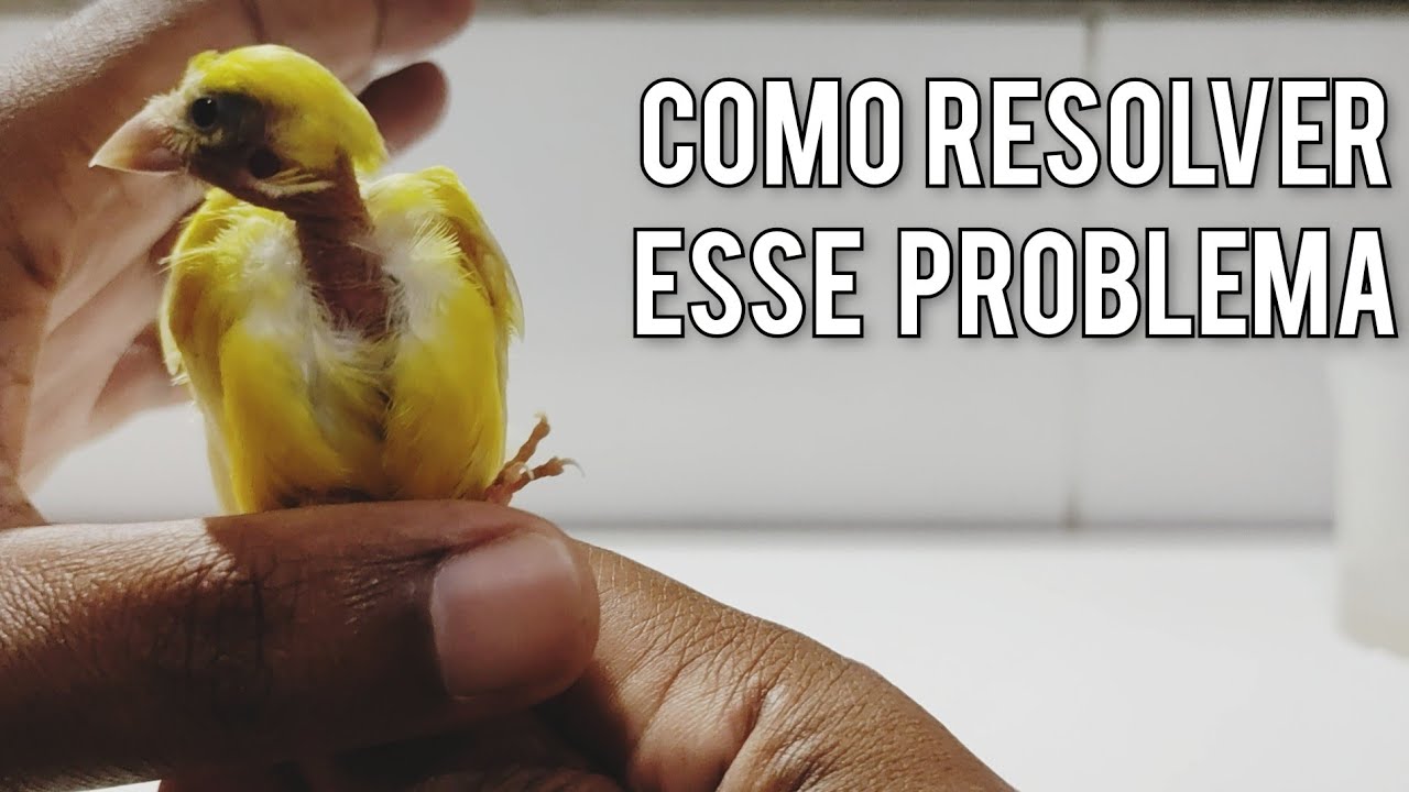 Como eu resolvo esse problema de falta de penas