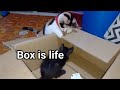 Funniest Cat Videos | Box is Life 🐾