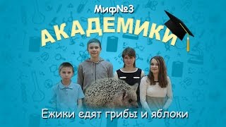 Академики _ Миф№3 - Ежики Едят Грибы И Яблоки