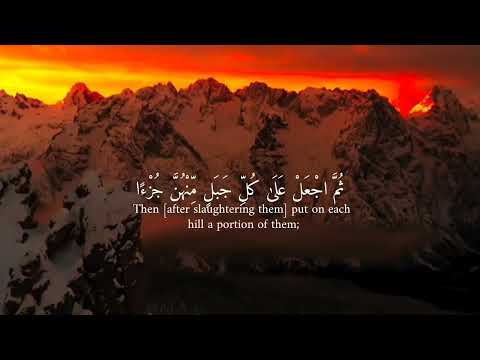 سوره البقره القارئ عبدالله احمد شعبان قرآن القرآن الكريم راحة نفسية