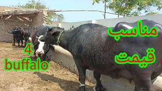 watch nili Ravi buffalo for sale 16-4-2024 in Punjab Pakistan on YouTube