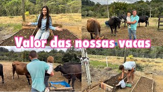 QUANTO PAGAMOS EM CADA VACA ? | PLANTAMOS ALFACE NA HORTA 🥬