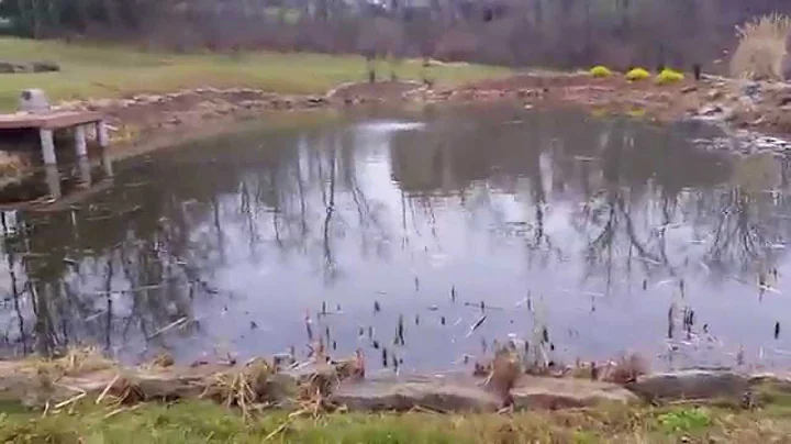 Part 2- Fall and Winter Pond Maintenance for Cattails in Pennsylvania. What You Should Do.....