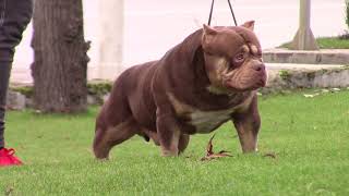 COLOR BOMB BULLIES GRIZZLY, 1 year and 2 months old,  Gr.Ch.Rockomania choco tricolor son in Europe.
