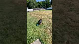 Apollo The Paws-Monaut Is Looking For A Forever Home