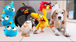 Beagles Play with Real Life Animated Angry Birds