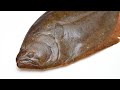関孫六 出刃包丁でヒラメを５枚おろしにする【捌く練習】Filleting a fish