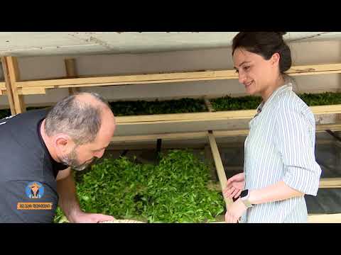 მე ვარ ფერმერი-ჩაის კულტურის აღორძინება