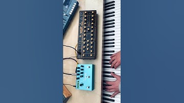 How does the Behringer Wasp sound? 🐝🎹 part 2 #behringer #synth #shorts