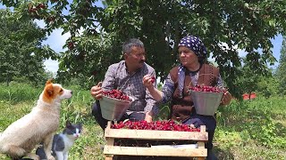 Harvesting Cherries and Preserve for Winter, Outdoor Cooking