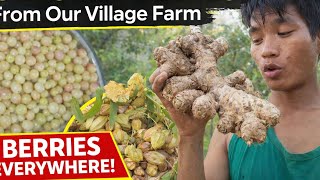 Ginger Harvest From Our Village Farm Berries Everywhere