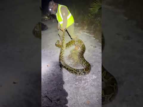 The Biggest Snake from the Florida Python Challenge thumbnail