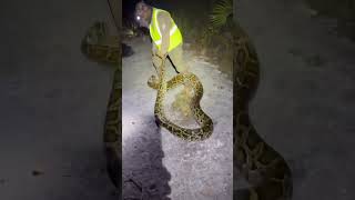 The Biggest Snake from the Florida Python Challenge
