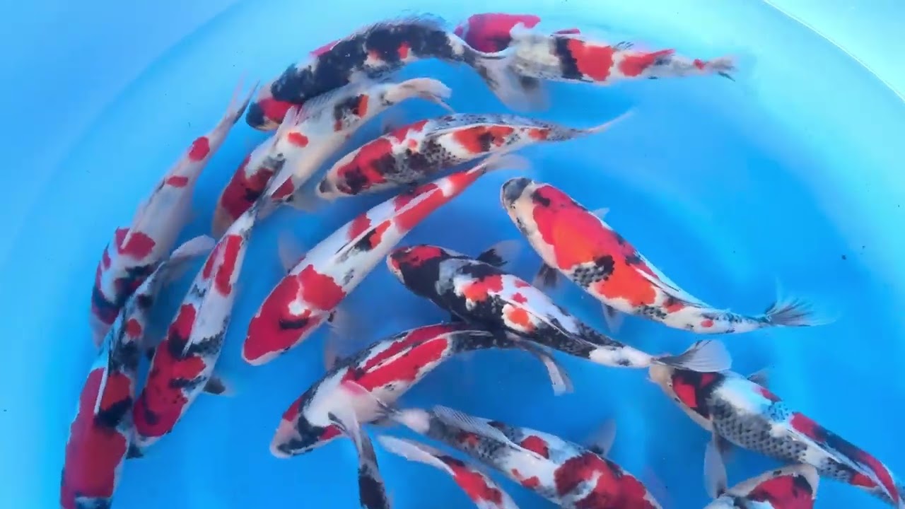 SPS-300 WYSIWYG Tosai Tateshita Showa Selected x 20pcs with Blank Certificates