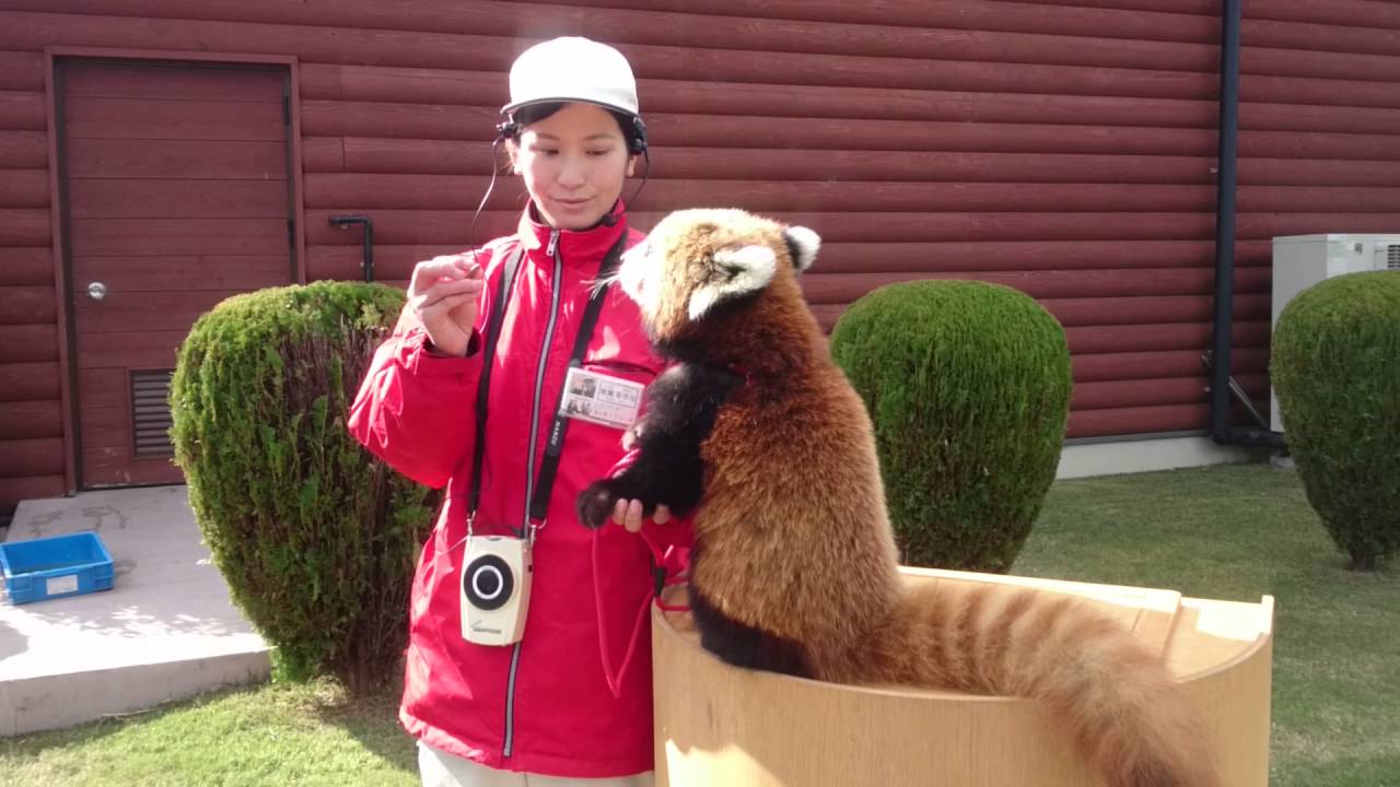 和歌山のアドベンチャーワールド。レッサーパンダ編