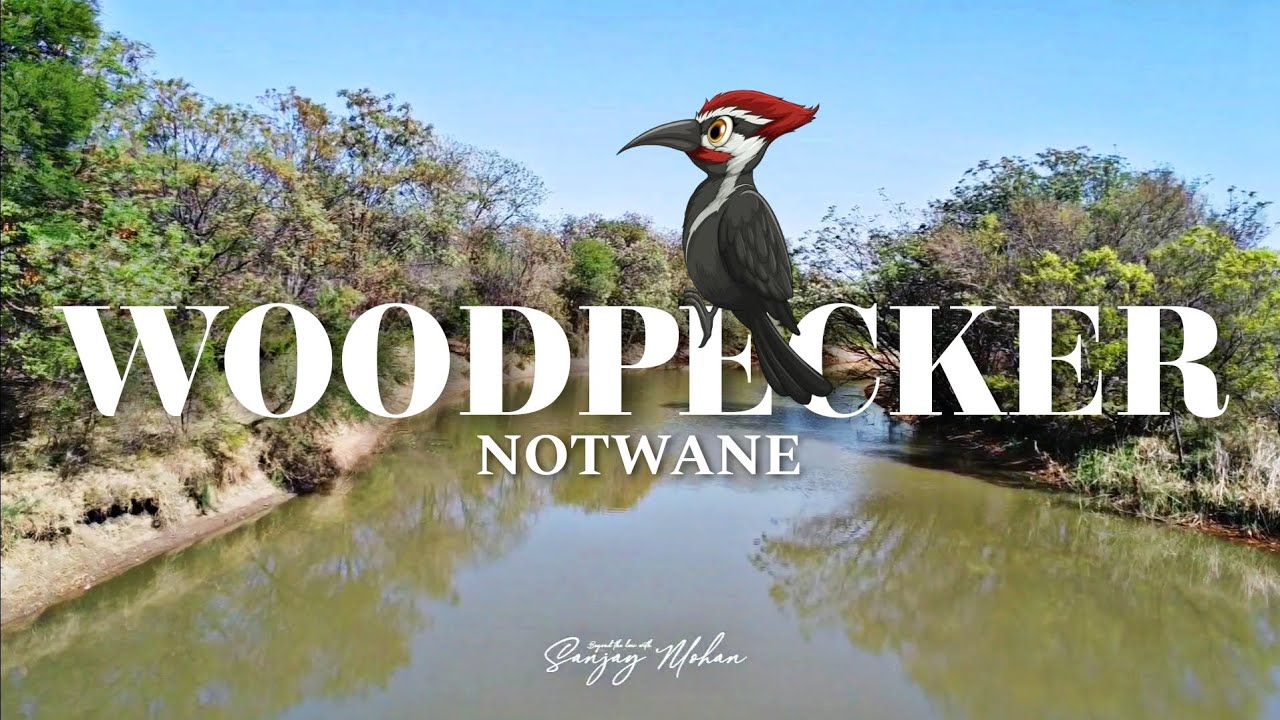 Fishing at Notwane River • Woodpecker • HD 1080p