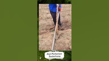 Alat Cabut Singkong #shorts #viral