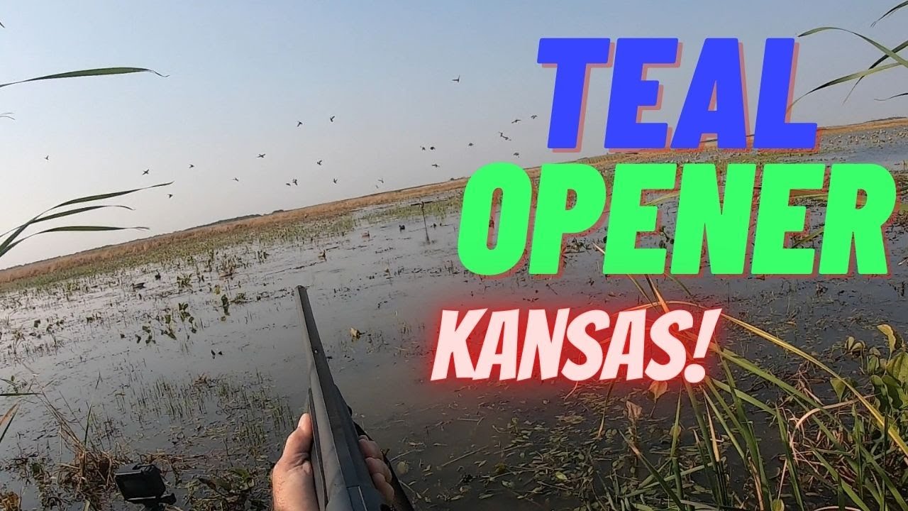 Kansas Teal Opener Banger Hunt Kansas Duck Hunting