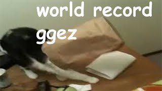 NEW WORLD RECORD! | Clumsy cat UPDATE