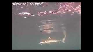 Underwater Footage Chunking Tuna