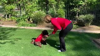 LAX PUPs at Home! - Meet the LAX Therapy Dogs - Bentley