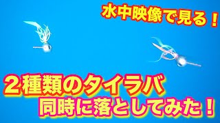 【水中映像】検証！捕食シーンあり！タイラバを２つ同時に撮影したら面白い結果に！！