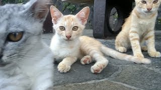【野良猫親子】あれ？何かなついてきた！ママ猫がモフられに寄ってきた。