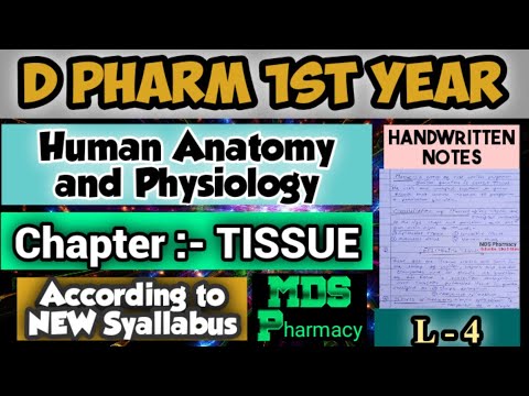 Chapter - TISSUE | Human anatomy and physiology notes | D pharm 1st ...