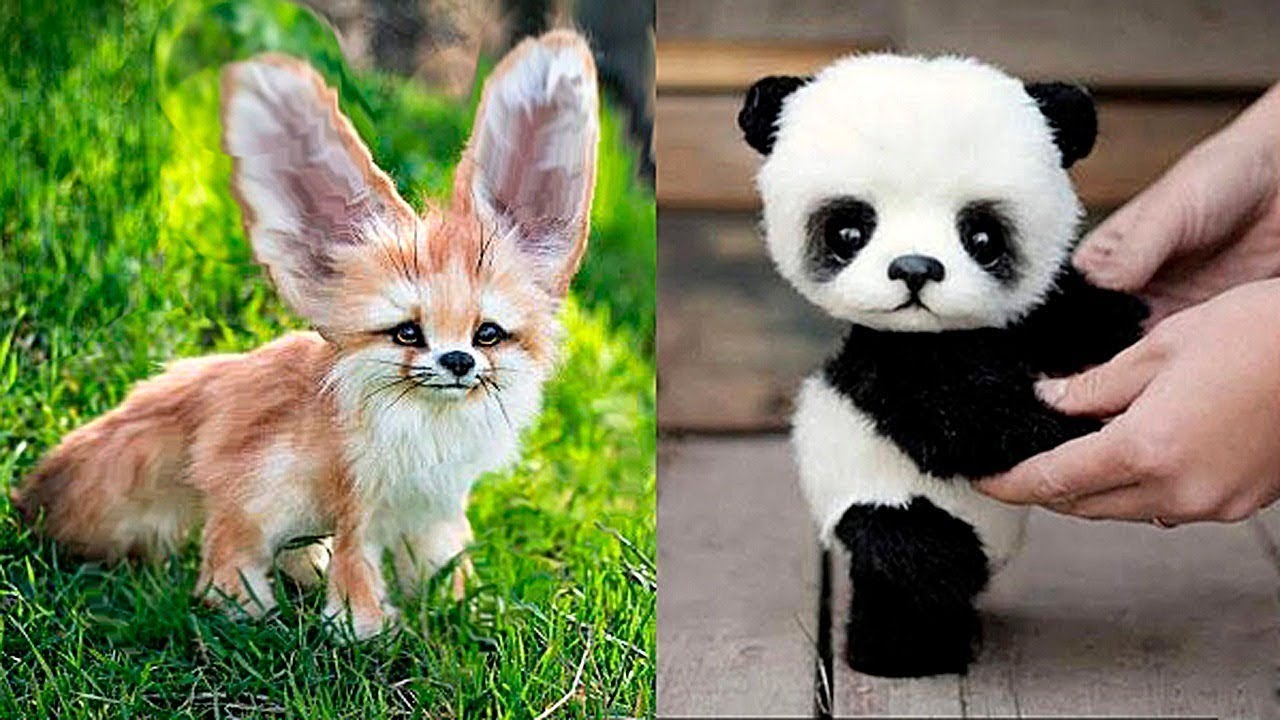 10 Cutest Baby Animals You Need To Pet Youtube