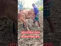 হারিয়ে যেতে বসেছে গরুর হাল #গরুরহাল #cow #deshicow #shortsviral