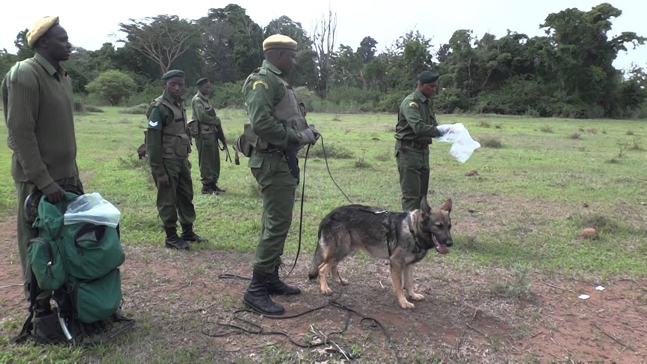 2014, February 18 - Enduimet's (Tanzania) Mobile Unit, Dog Unit, in demonstration