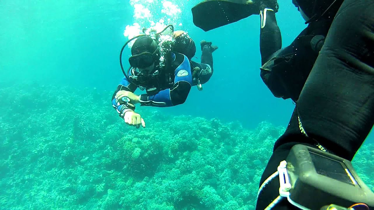 student Dima & shark