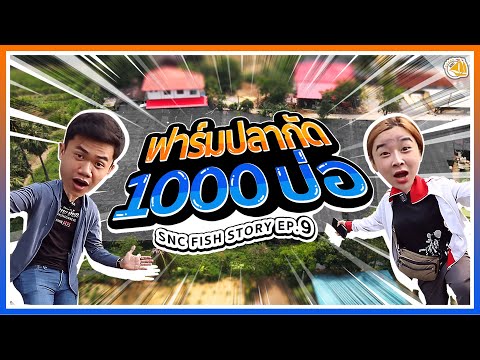 ฟาร์มปลากัด1,000บ่อ(ปลากัดเลือดนักสู้)-SNC FISHSTORY EP.9