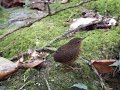 Pygmy Cupwing (in song at Doi Inthanon)