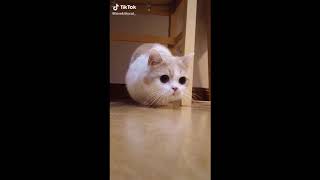 Funniest Cats Dont Try To Hold Back Laughter Part