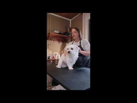 Video: Befreit Tomatensaft Hunde von Stinktiergeruch?