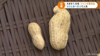 普通のサイズの１．５倍　ジャンボ落花生の収穫が始まる　「食べ応えがある」と人気 (21/09/14 19:17)