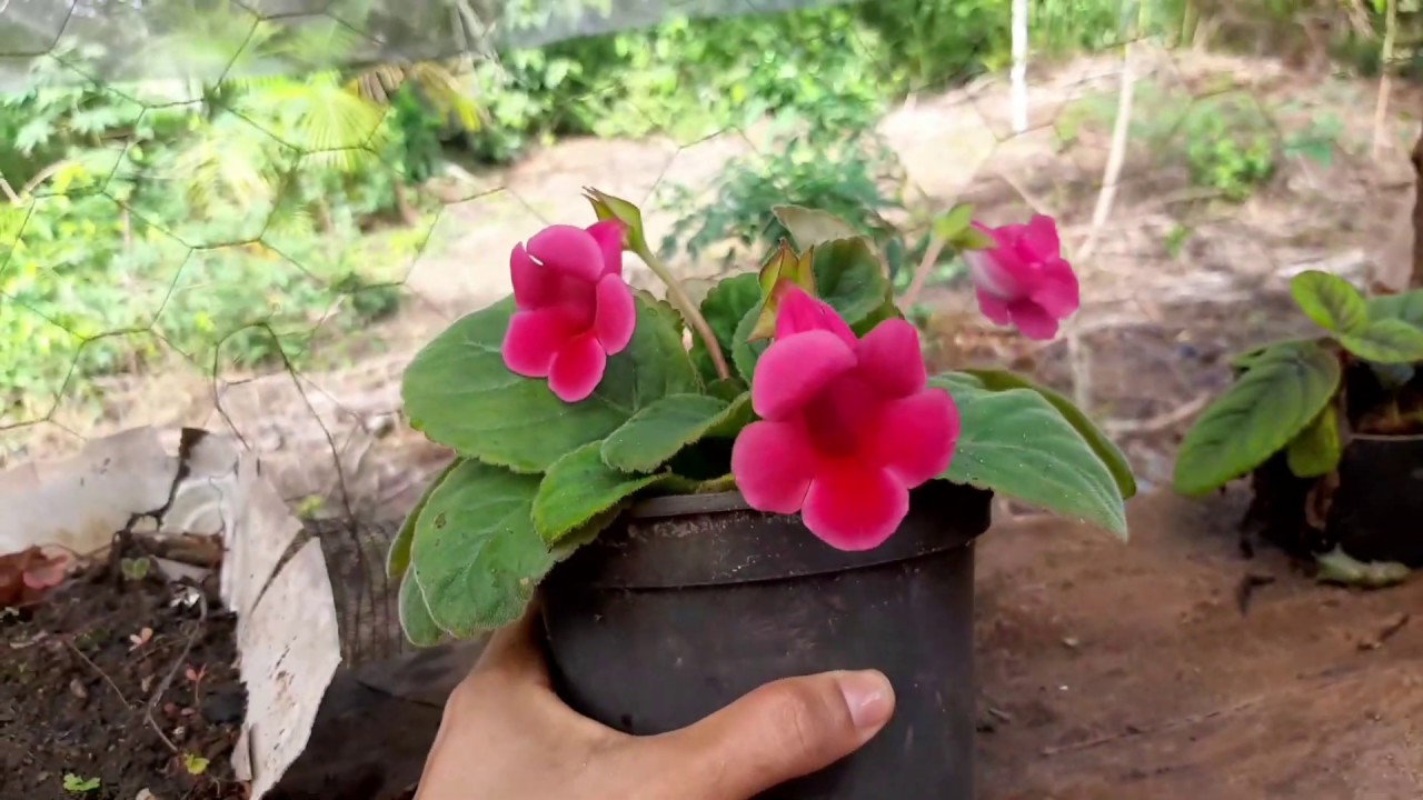 Flor de Gloxinia sininho na cor rosa - thptnganamst.edu.vn