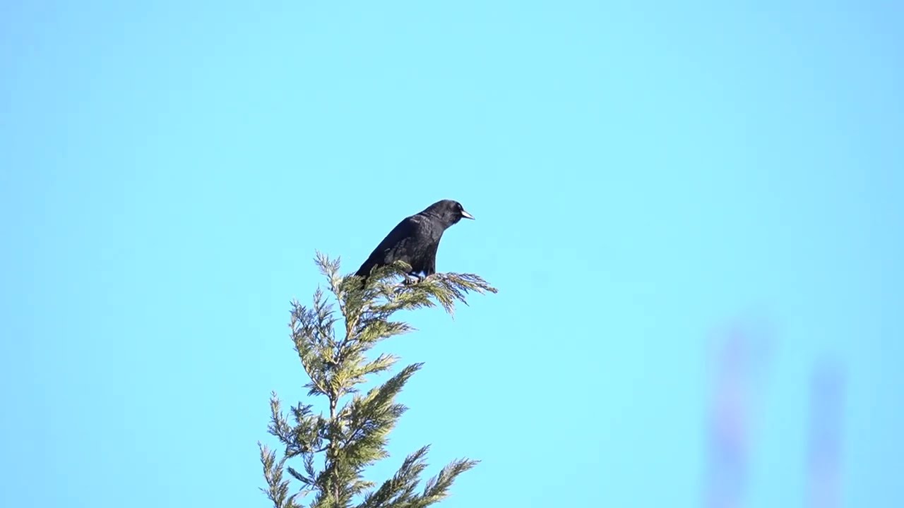 American Crow Calling atop Evergreen