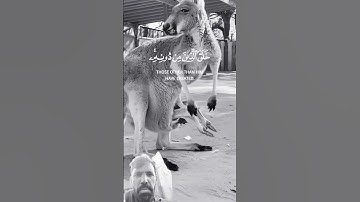 القران الکریم #القرآن_الكريم #راحة_نفسية #تلاوة_خاشعة #تلاوة_هادئة #القارئ #قرآن #اكسبلور