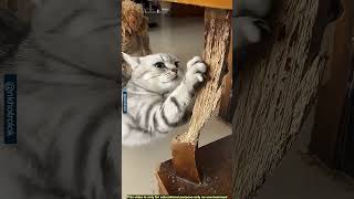 বডল সমজ কন রগ আগন? দখ নন Funny Cat Nail Caps