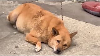 Chained for 13 years, the watchdog never knew freedom. Let's improve your life now that we've met.