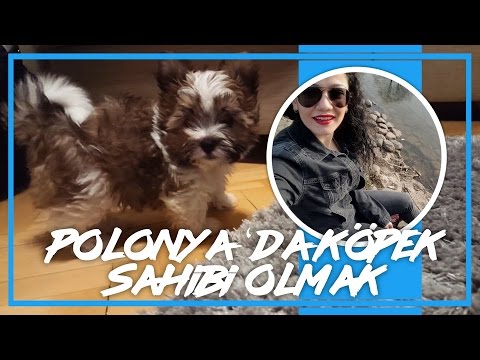 Video: Köpeğinizin Mikroçiplenmesi Hakkında Gerçekler