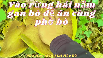 Vào rừng hái nấm gan bò để ăn cùng phở bò. Càng về cuối nấm càng nhiều và to khủng khiếp!