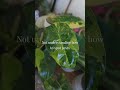 I'll be making a longer video on all of these - lmk any houseplant questions you have! #houseplants