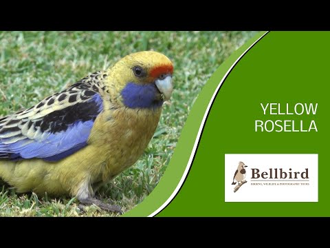 Yellow Rosella