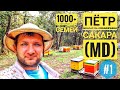 #Пасека 1000+ семей: #пчеловодство Петра Сакара (Молдова)