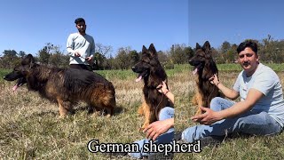 "Meet Max: The Majestic German Shepherd - A Heartwarming Tale"